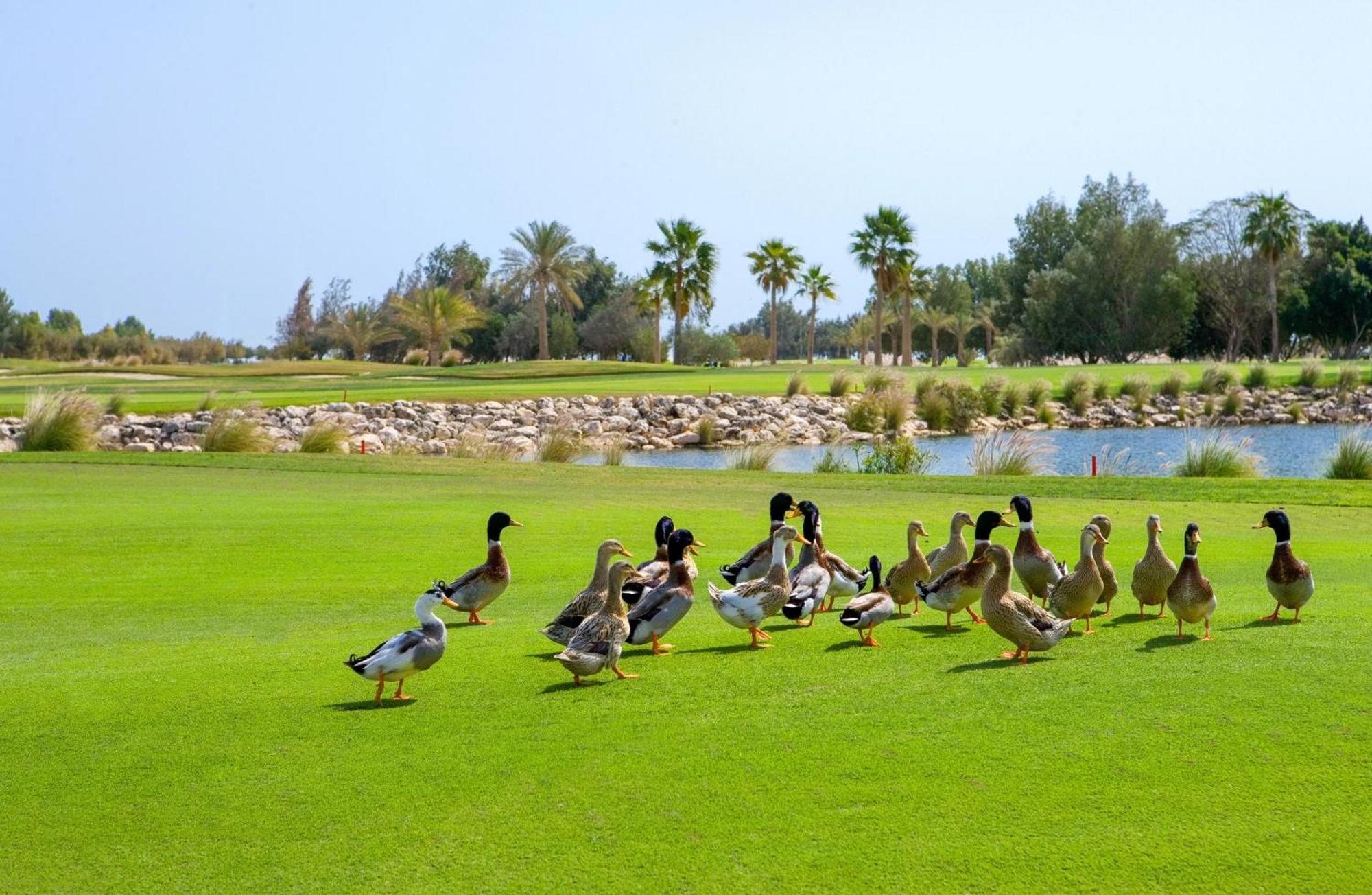 Velero Hotel Doha Lusail 外观 照片 Ducks at the golf course